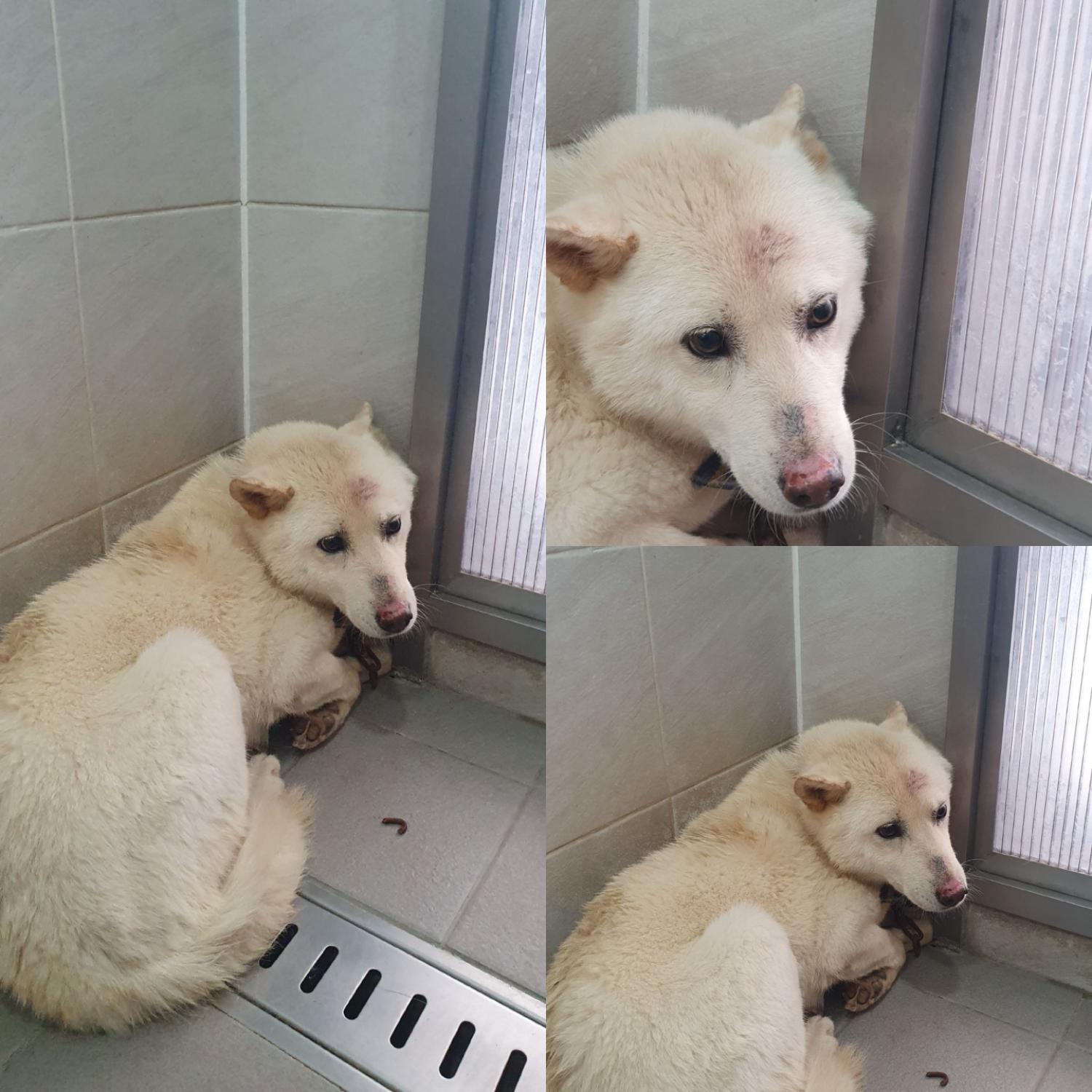 경주동물사랑보호센터_447505202401028