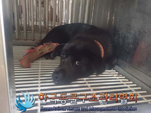 보호중 믹스견의 가…