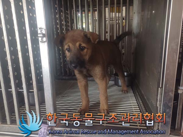 보호중 믹스견의 가…