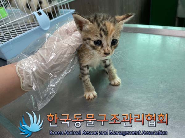 한국동물구조관리협회_441560202401103