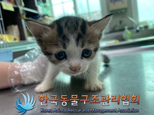 한국동물구조관리협회_441560202401105