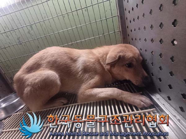 한국동물구조관리협회_411307202400446