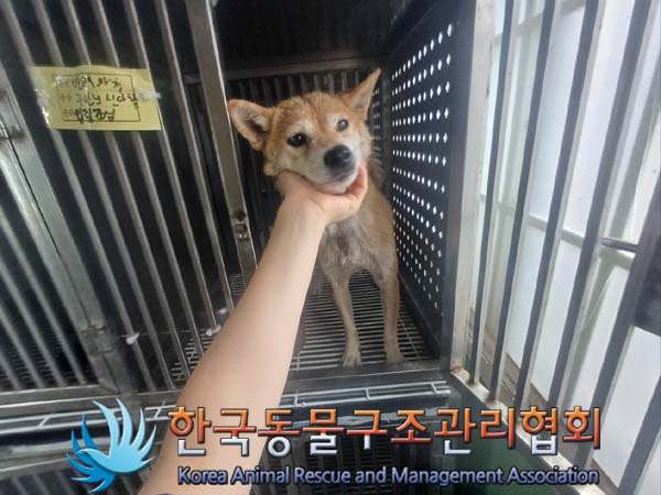 한국동물구조관리협회_441398202400301