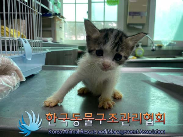 한국동물구조관리협회_441560202401104