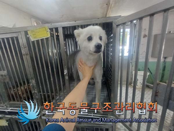 종료(반환) 스피츠…