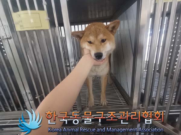 보호중 시바의 가족…