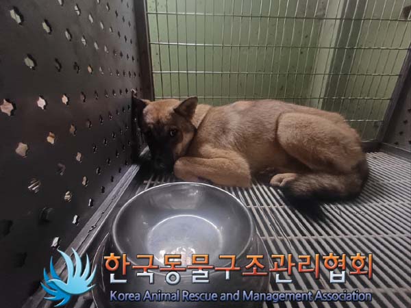 보호중 믹스견의 가…
