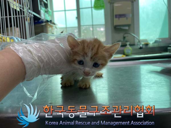 한국동물구조관리협회_441560202401106