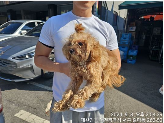 종료(반환) 믹스견…