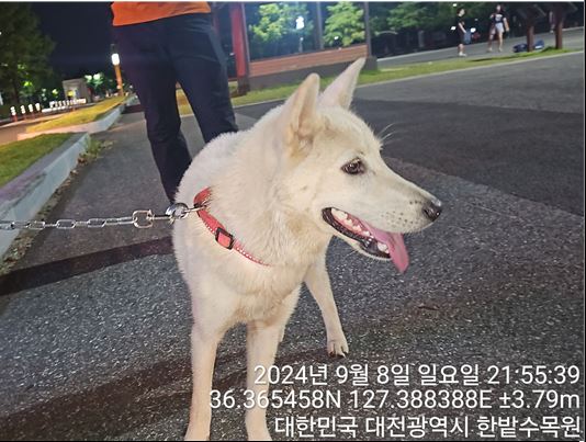종료(반환) 진도견…