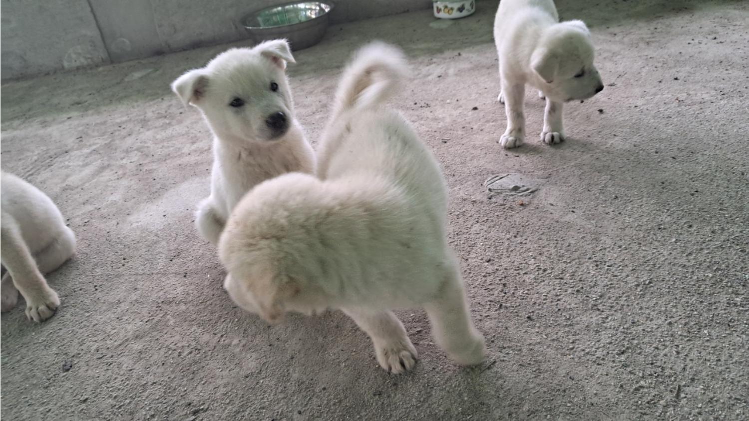 장성군동물보호센터_446498202400321
