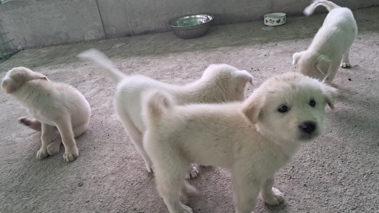 장성군동물보호센터_446498202400320