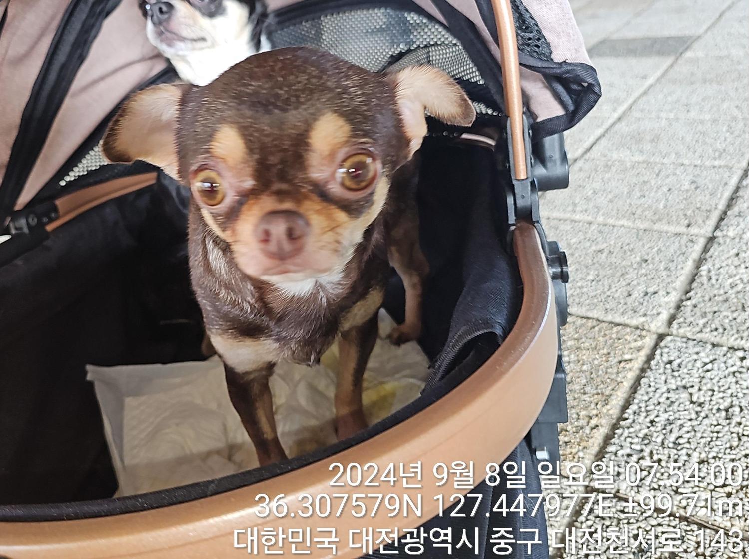 대전동물보호센터_430364202400681