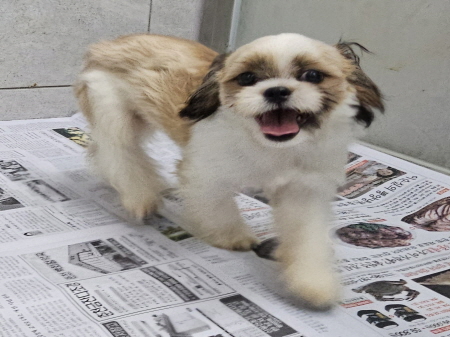 원주시동물보호센터_442419202400693