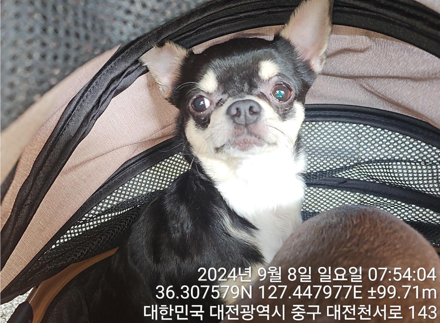 대전동물보호센터_430364202400680