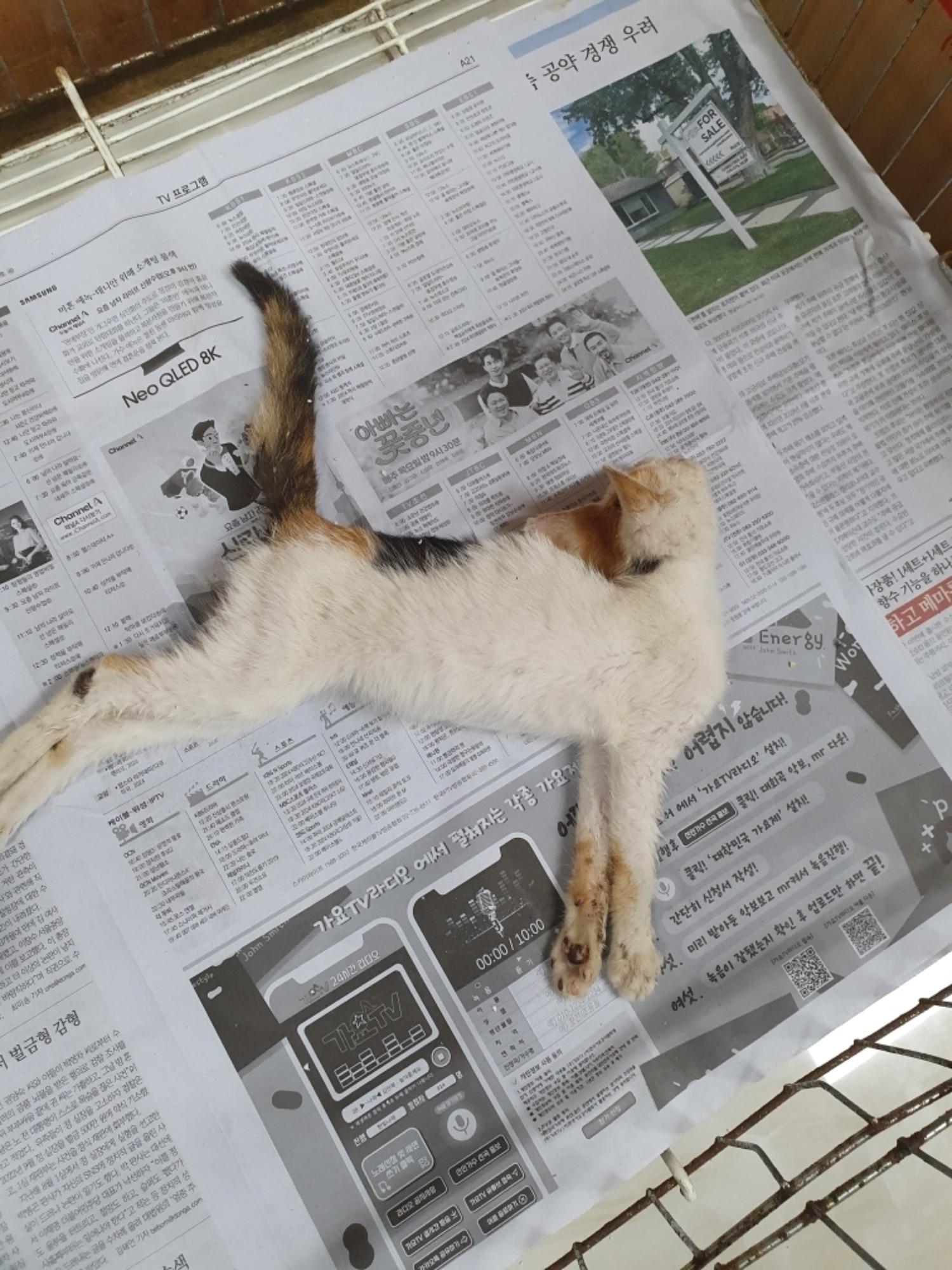 보호중 한국 고양이…