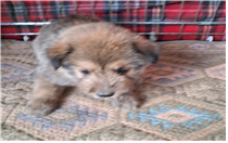 (사)동물보호관리협회_448535202401158