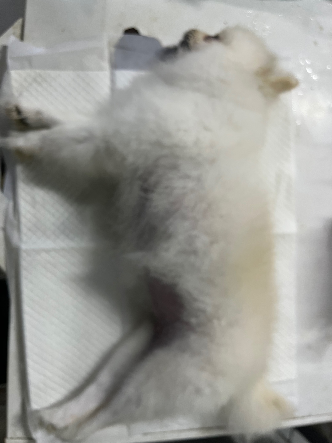 인천광역시수의사회_428351202400603