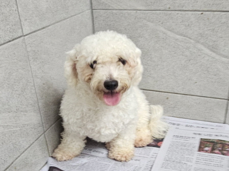 보호중 비숑 프리제…