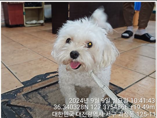 대전동물보호센터_430366202400464