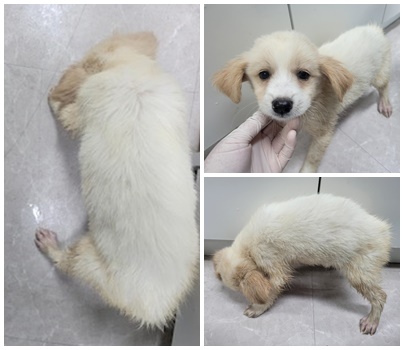 논산시 동물보호센터_444454202400838