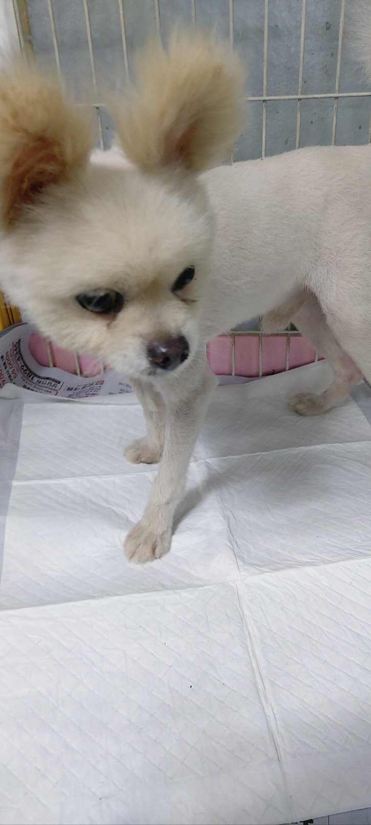 보령시유기동물보호소_444451202400964