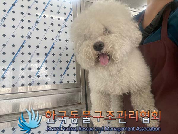 종료(반환) 비숑 …