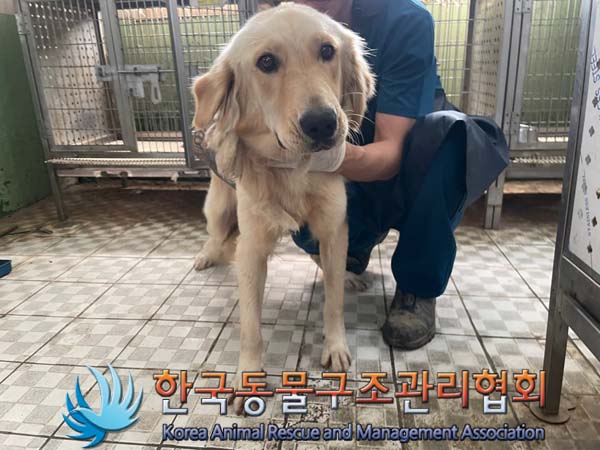 보호중 골든 리트리…