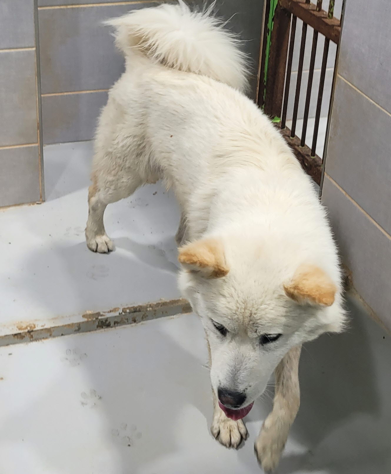 울진군동물보호센터_447525202400332