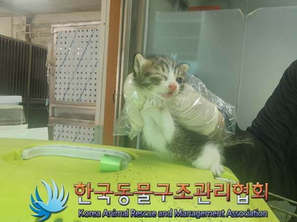 한국동물구조관리협회_441409202401351