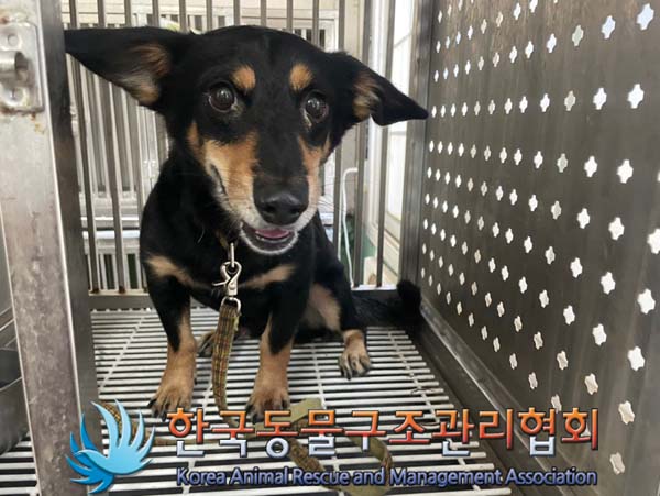 한국동물구조관리협회_411304202400450