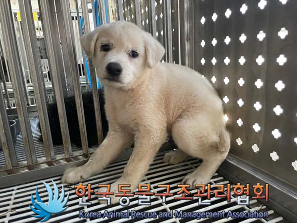 보호중 믹스견의 가…