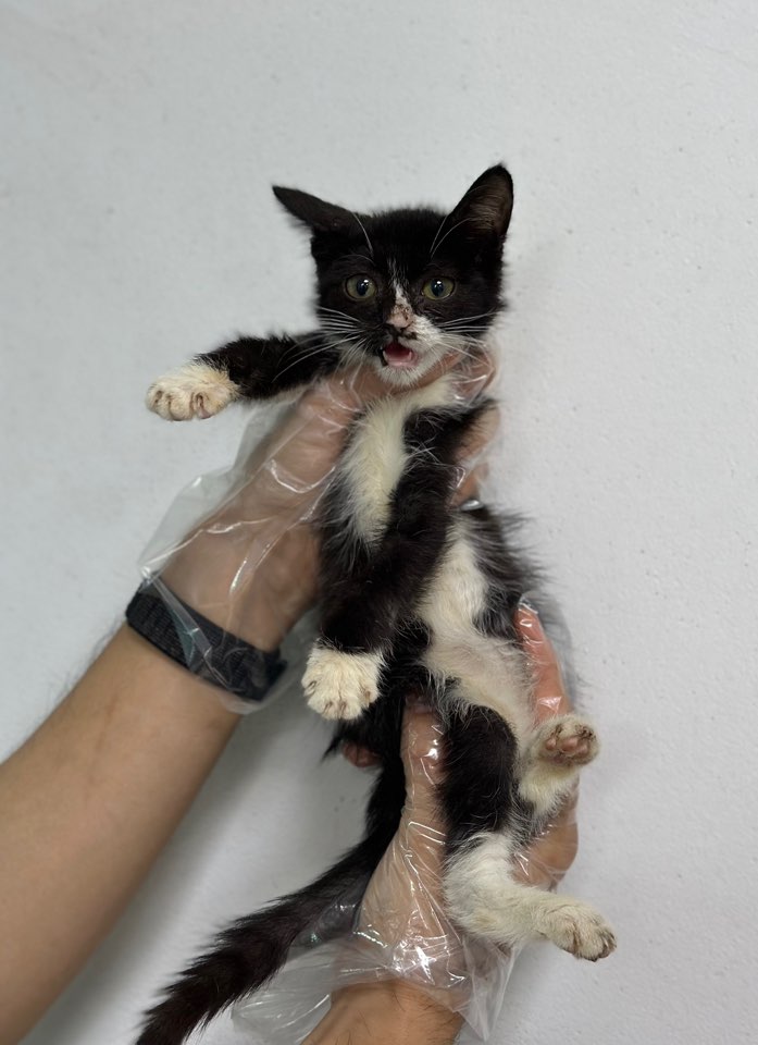 보호중 한국 고양이…