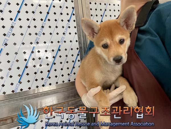 한국동물구조관리협회_441406202401450