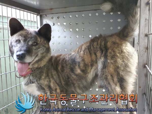 종료(반환) 믹스견…