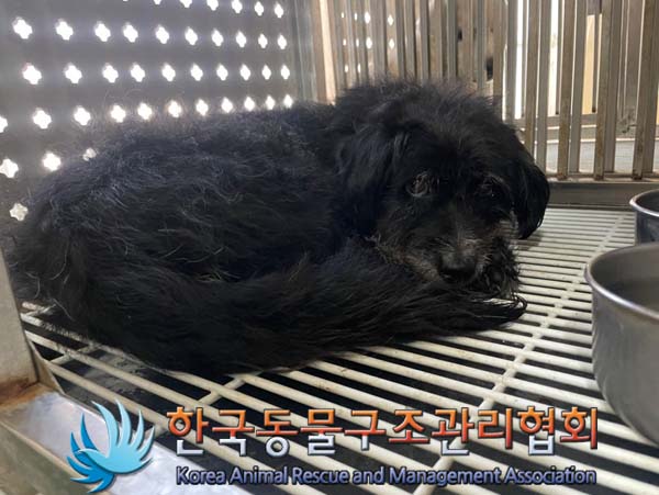 한국동물구조관리협회_441559202400954