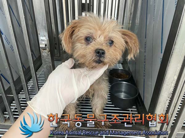 보호중 요크셔 테리…