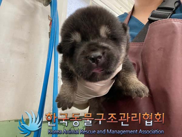 한국동물구조관리협회_411307202400454