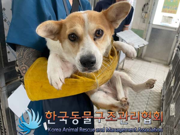 한국동물구조관리협회_441560202401128