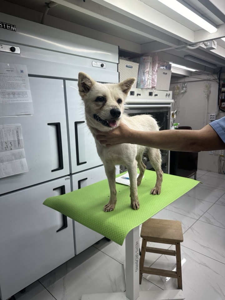 신공항동물병원_428349202400781