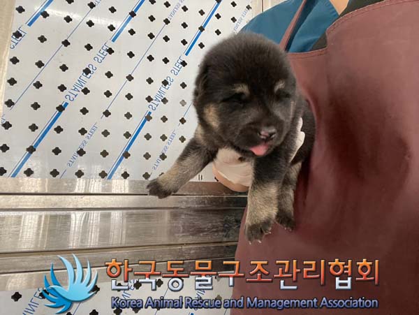 한국동물구조관리협회_411307202400448