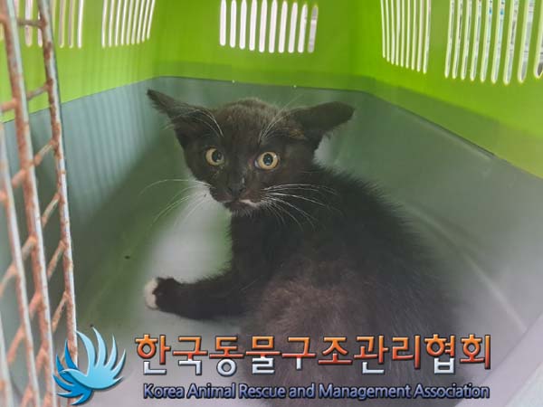 한국동물구조관리협회_441398202400306