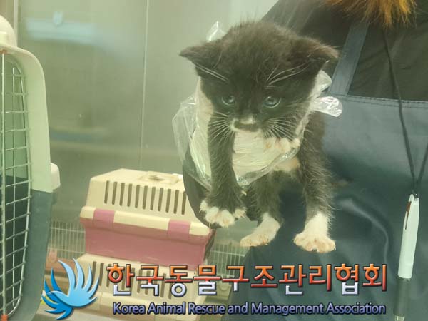 한국동물구조관리협회_441560202401126