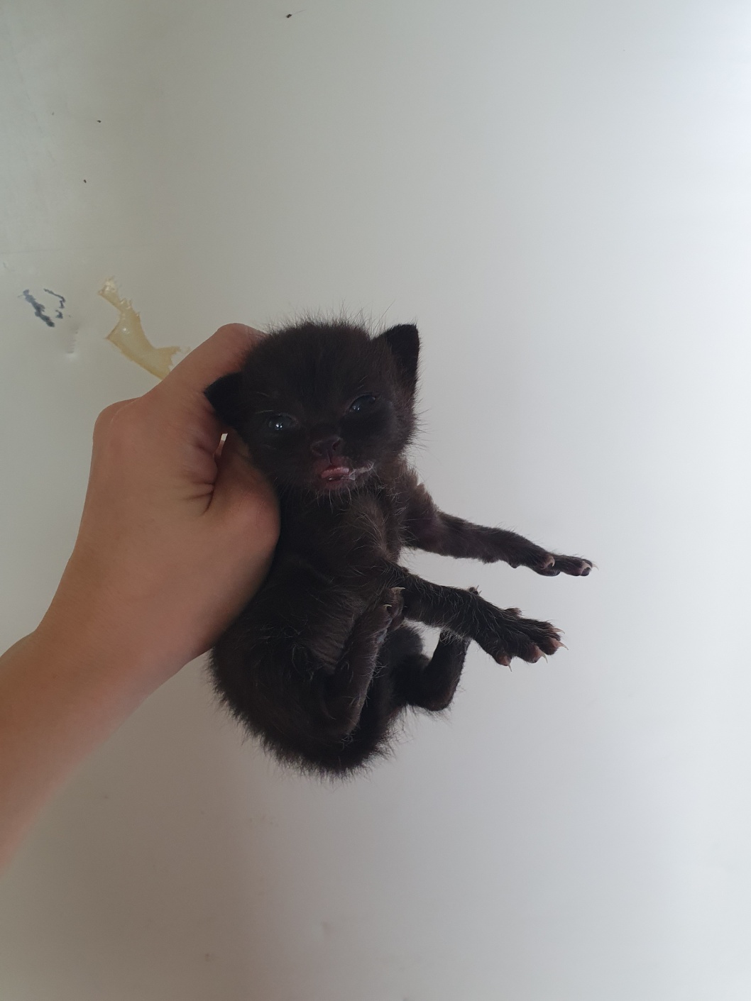 부산동물보호센터_426332202400517