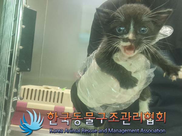 한국동물구조관리협회_441560202401127