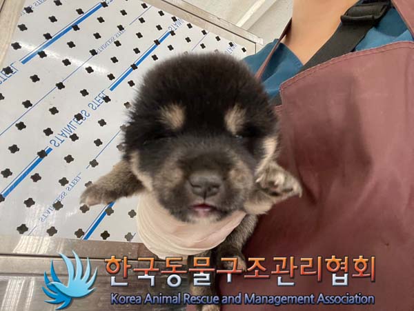 한국동물구조관리협회_411307202400449