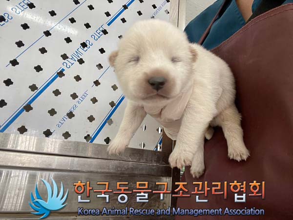 종료(자연사) 믹스…