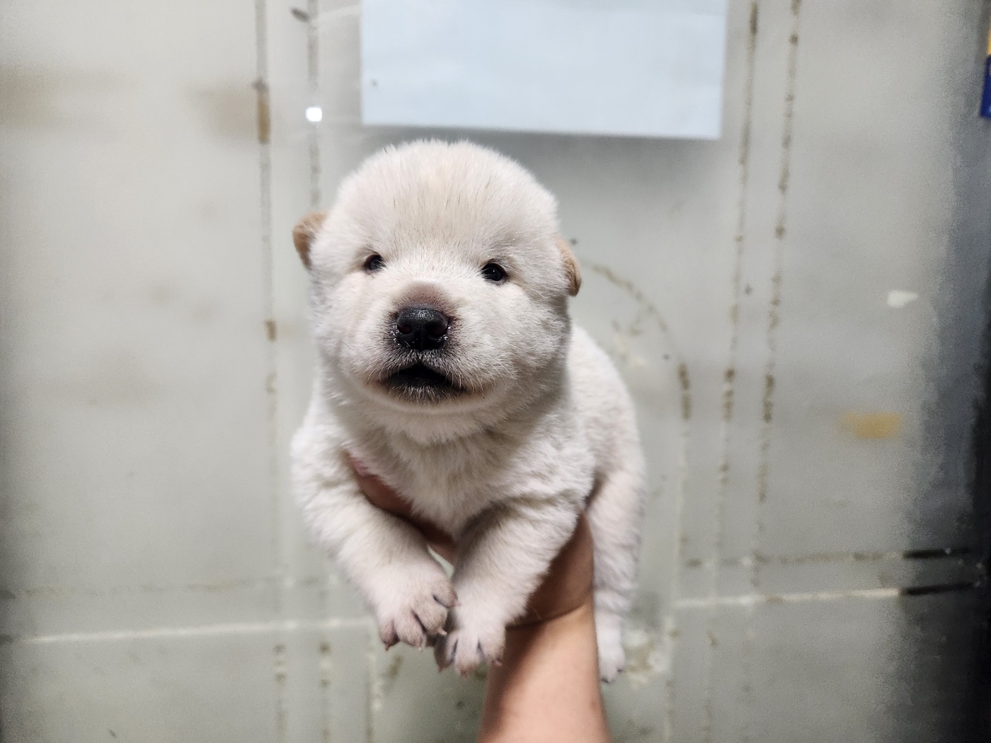 광주TNR동물병원초월_441554202401591