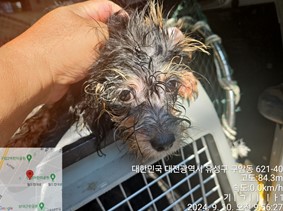 대전동물보호센터_430367202400625