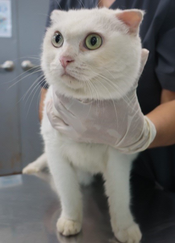제주 동물보호센터_450650202402650